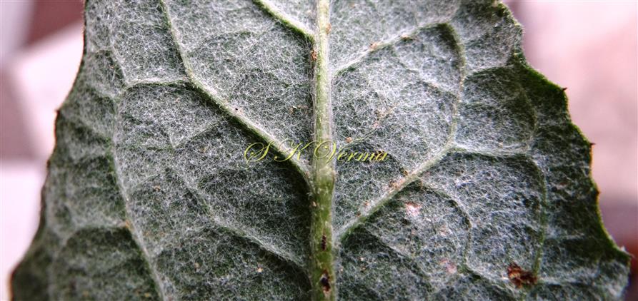  Leaf (A part)- Abaxial view-white tomentose
